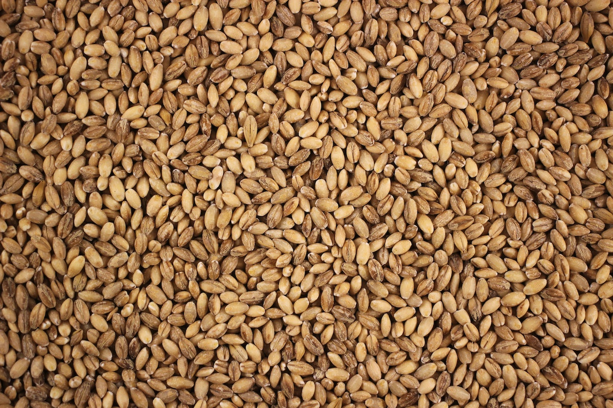 Pearl Barley